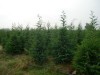 cupressocyparis leylandi 2-2,5m[conifere mari] verde