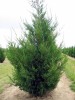 cupressocyparis leylandi 3-3,5m[conifere mari]
