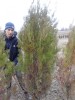 tuia occidentalis